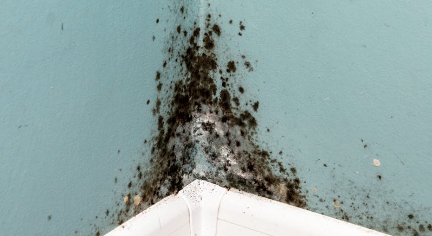 renters-and-black-mold-lawsuits
