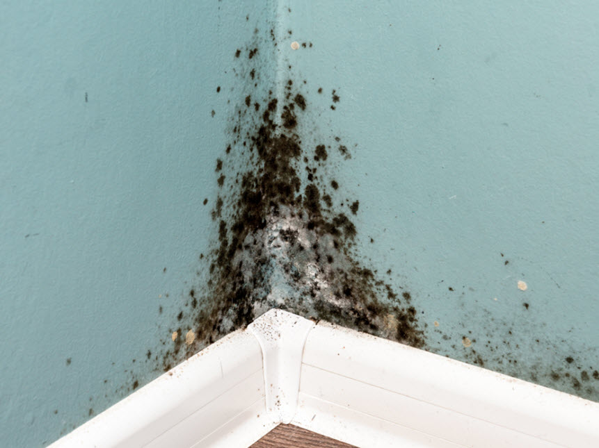 renters-and-black-mold-lawsuits