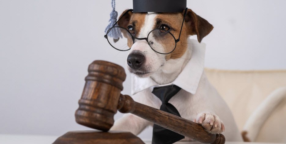 Animal Law Attorney Omaha | High & Younes LLC